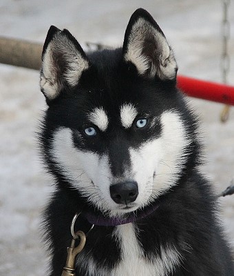 kelim siberians